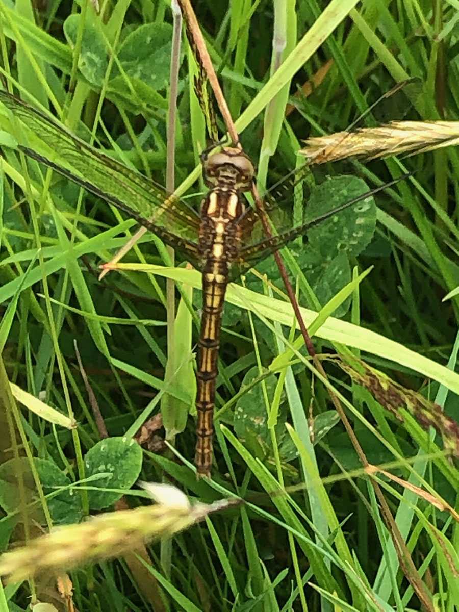Orthetrum_coerulescens